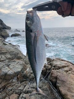 Пхукет: металджиг, Torpedo scad и King mackerel на дневных выходах