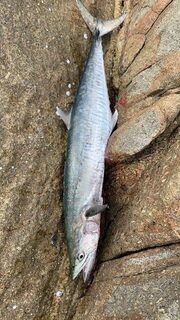Пхукет: металджиг, Torpedo scad и King mackerel на дневных выходах