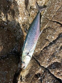 Пхукет: металджиг, Torpedo scad и King mackerel на дневных выходах
