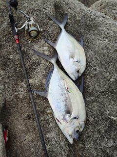 Панган и Самуи: утренний Longfin Trevally с камней и пилькеры 20-40 г