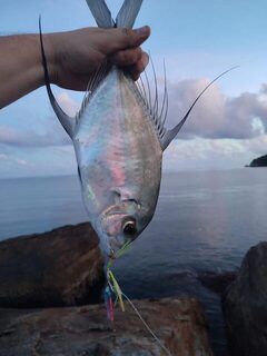 Панган и Самуи: утренний Longfin Trevally с камней и пилькеры 20-40 г