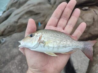 Панган и Самуи: утренний Longfin Trevally с камней и пилькеры 20-40 г