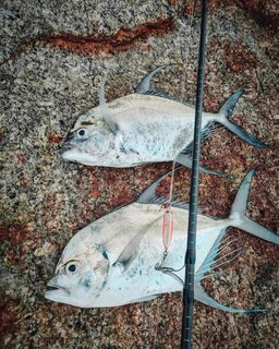 Панган и Самуи: утренний Longfin Trevally с камней и пилькеры 20-40 г