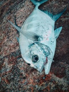 Панган и Самуи: утренний Longfin Trevally с камней и пилькеры 20-40 г