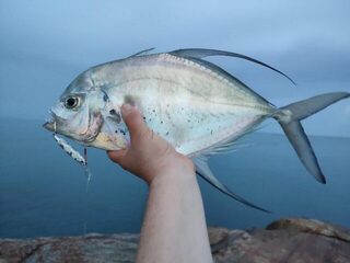 Панган и Самуи: утренний Longfin Trevally с камней и пилькеры 20-40 г