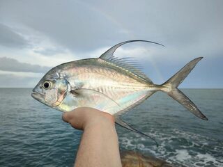 Панган и Самуи: утренний Longfin Trevally с камней и пилькеры 20-40 г