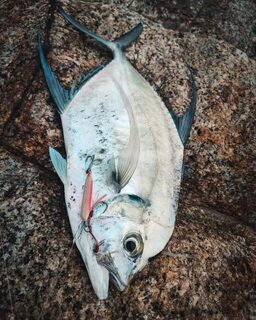 Панган и Самуи: утренний Longfin Trevally с камней и пилькеры 20-40 г