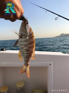 Дубай: queen fish, раттлин BassBay и trevally-точка