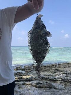 Fulhadhoo: семейный отдых, береговой GT, лодочный поппинг, джиггинг и рокфишинг