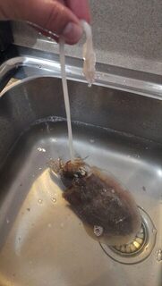 Рас-эль-Хайма: закрытый волнорезами пляж, первые барракуды и каракатица утром