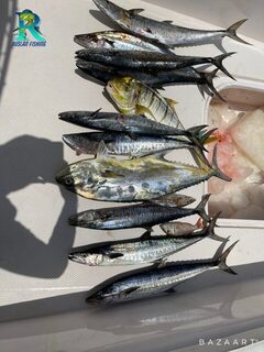 Абу-Даби: 100 км от Дубая по воде, котлы kingfish и пилькеры 20-22 грамма
