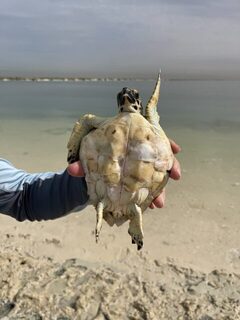 Береговой выход в Абу-Даби: три пустых часа, падение воды и queenfish до килограмма