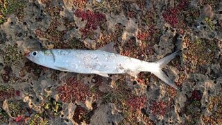 Четыре точки в Варадеро: канал после марины, барракуда на воблер и глубина 15+ метров