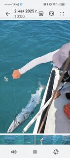 Bella Costa Iberostar: залив у гольф-полей, ратлины и барракуда 8-10 кг с катамарана