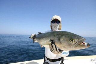 Халаният в октябре: кастинг, вертикальный джиг, amberjack, mahi-mahi и первый bluefish