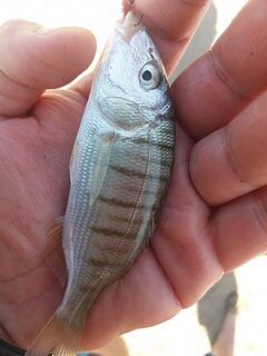 Эгейское море у Тургутрейса: морская рыбалка во время отпуска в Бодруме
