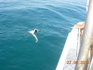 Морская рыбалка в Витязево под Анапой: морская лиса, барабулька и улов