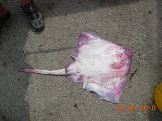 Морская рыбалка в Витязево под Анапой: морская лиса, барабулька и улов