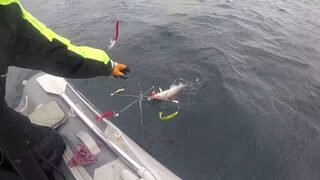 Морская рыбалка в Териберке на Баренцевом море: испытание Кольской Карусели