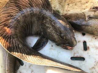 Морская рыбалка в Териберке на Баренцевом море, ловля у острова Кильдин