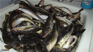 Россия, Белое море, Луда и Унская губа: открытие сезона, ночная морская рыбалка на навагу зимой