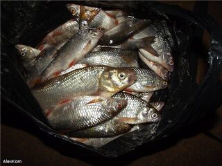 Рыбалка на Белом море у острова Мудьюг, Архангельская область, за язем с фидером
