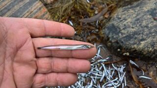 Белое море, Чупа: августовская рыбалка и мелкая живая рыбешка после отлива