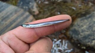 Белое море, Чупа: августовская рыбалка и мелкая живая рыбешка после отлива