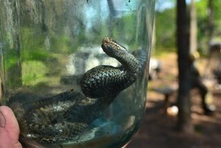 Россия, Чупа: морская рыбалка, встреча со змеей и история одной давней поездки на Селигер