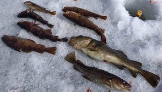 Белое море, Чупа: рыбалка с берега на креветку и блесну во время прилива