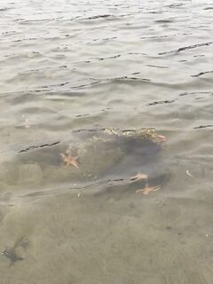На Белом море, у озера Нижнее Попово: треска на джиг с силиконом в Карелии