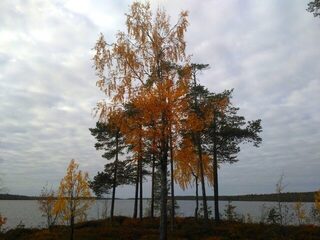 Белое море, Чупа: морская рыбалка по сельди и наваге, а на озерах щука с окунем
