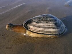 Белое море, Чупа, Чкаловские острова: ловля рыбы на ракушку мия как наживку