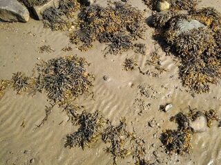 Белое море, Карелия, Чупа: добыча пескожила для рыбалки на морском отливе