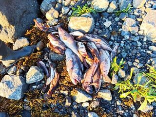 Белое море, Карелия, Чупинская губа: морская ловля трески с лодки на приливе и отливе