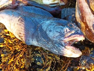 Белое море, Карелия, Чупинская губа: морская ловля трески с лодки на приливе и отливе
