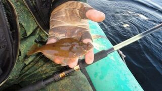 Белое море, Карелия, Никольская губа: ловля камбалы с пескожилом волоком по дну