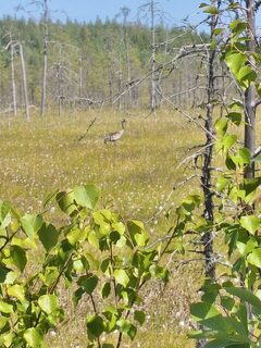 Белое море, Чупа и Чкаловские острова: утренняя ловля трески и зубатки