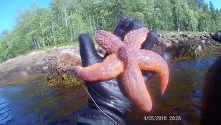 Карелия, Чупа, Белое море: морская рыбалка в Чкаловском, камбала и зубатка