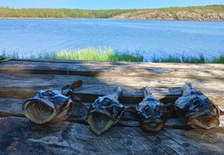 Белое море, Карелия: Пежостров, Лодейная губа, джиговая ловля трески и волна на выходе в Чупу