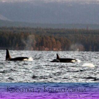 Белое море, Чупа: зимняя рыбалка со льда на корюшку и навагу в Карелии