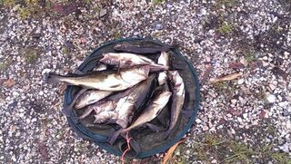 Белое море, Чупа: дождливая рыбалка у Чкаловского, треска, камбала и мидии