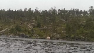 Белое море, Чупа: дождливая рыбалка у Чкаловского, треска, камбала и мидии