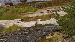 Белое море, Чупа: дождливая рыбалка у Чкаловского, треска, камбала и мидии