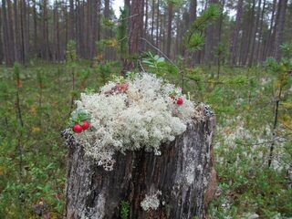 Белое море, Карелия: остров Сидоров и Черемшиха, рыбалка на треску с лодки после трехдневного шторма