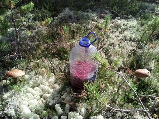 Белое море, Карелия: остров Сидоров и Черемшиха, рыбалка на треску с лодки после трехдневного шторма