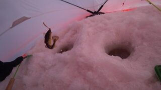На Белом море, в Унской губе у устья Вежмы: закрытие сезона ловли наваги