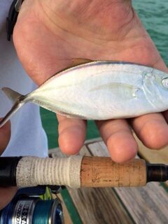 Доминикана: морская рыбалка со спиннингом с пирса на поверхностную приманку