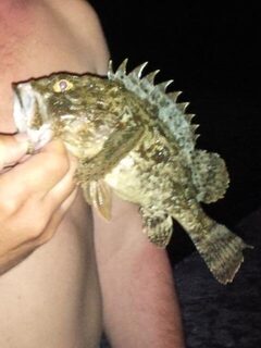 Крым, Чёрное море: морская рыбалка на пилькер за драконами и скорпенами в сентябре на рассвете