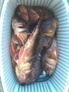 Чёрное море, пирсы и валуны у берега: ночная ловля горбыля на отводной поводок с кренком
